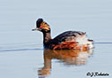 Podiceps nigricollis